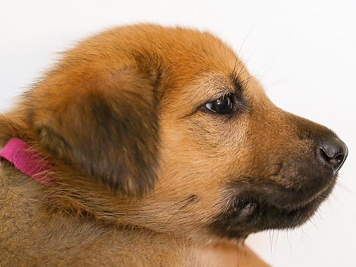 chinook puppy